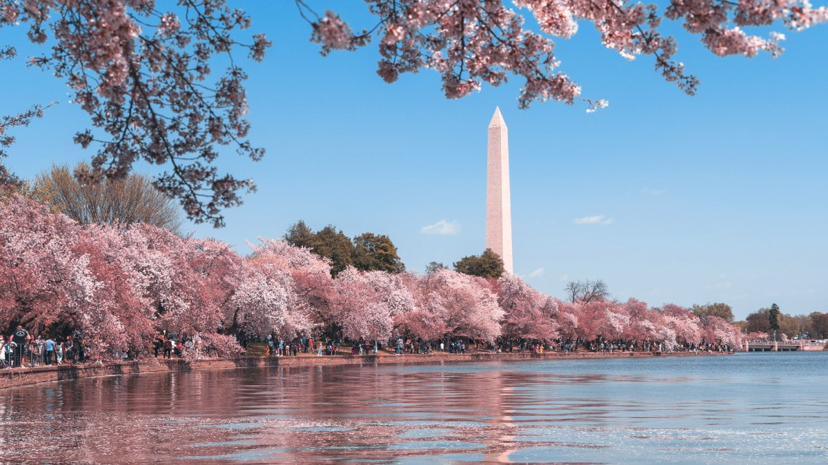 A photo of the cherry blossoms surrounding the Washington Monument